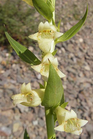 Digitalis lutea \ Gelber Fingerhut, D Theisbergstegen 3.6.2011