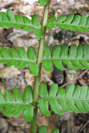 Dryopteris lacunosa \ Entferntfiedriger Schuppen-Wurmfarn, Lckiger Schuppen-Wurmfarn, D Heidelberg 6.6.2013