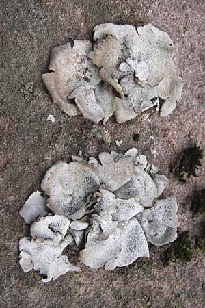 Umbilicaria grisea ? \ Graue Nabelflechte / Grey Navel Lichen, D Neckargerach 3.2.2013