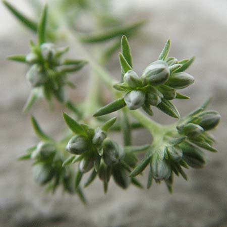 Scleranthus perennis \ Ausdauerndes Knuelkraut, D Donnersberg 1.5.2006