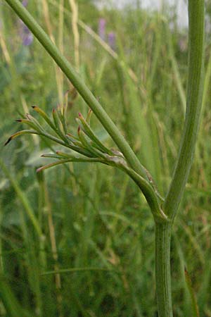 Bunium bulbocastanum \ Gewhnliche Erdkastanie, Knollen-Kmmel, D Neuleiningen 16.6.2006