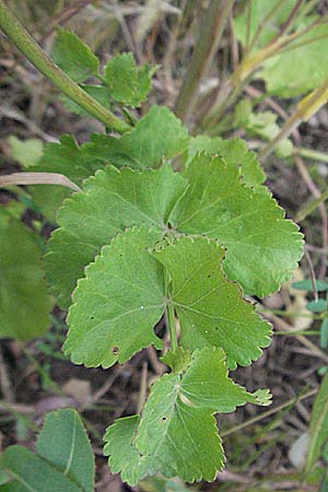 Pimpinella peregrina \ Fremde Bibernelle / Southern Burnet Saxifrage, D Eisenberg 16.6.2006