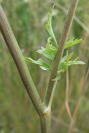 Pimpinella peregrina \ Fremde Bibernelle / Southern Burnet Saxifrage, D Eisenberg 16.6.2006