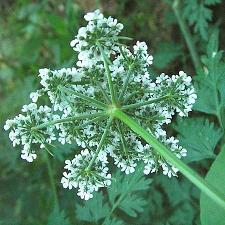 Aethusa cynapium \ Hunds-Petersilie, Garten-Schierling / Fool's Parsley, D Mannheim 24.7.2006