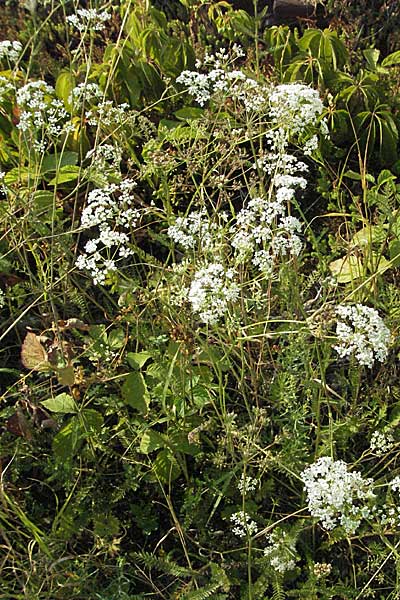 Pimpinella major / Greater Burnet Saxifrage, D Mannheim 25.7.2006