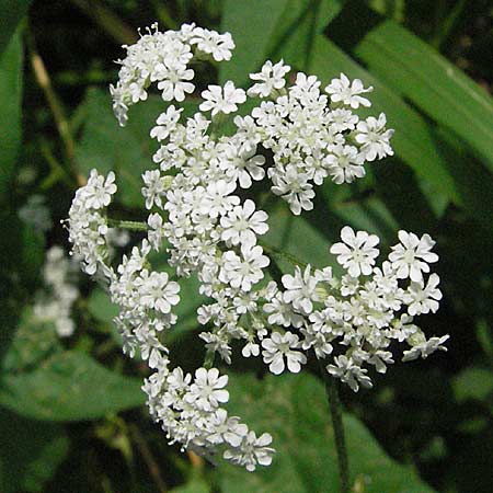 Torilis japonica \ Gewhnlicher Klettenkerbel / Upright Hedge Parsley, D Mörfelden 29.7.2006