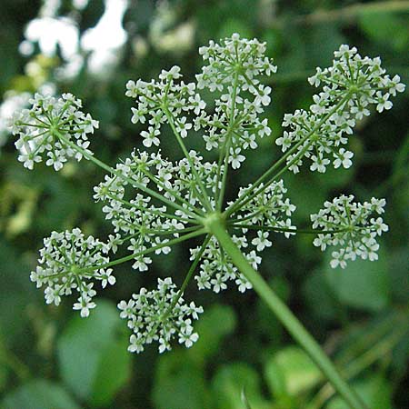 Pimpinella saxifraga \ Kleine Bibernelle / Burnet Saxifrage, D Mörfelden 29.7.2006