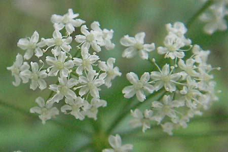 Pimpinella saxifraga \ Kleine Bibernelle / Burnet Saxifrage, D Mörfelden 29.7.2006