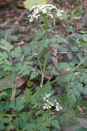 Aethusa cynapium \ Hunds-Petersilie, Garten-Schierling / Fool's Parsley, D Quedlinburg 3.11.2006