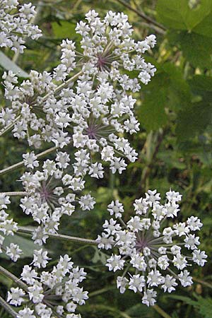 Peucedanum palustre / Marsh Hog's Parsley, Milk Parsley, D Hassloch 26.6.2007