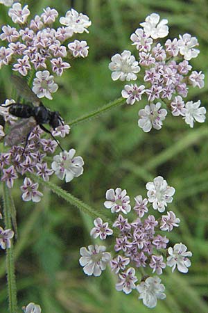 Torilis japonica \ Gewhnlicher Klettenkerbel / Upright Hedge Parsley, D Wiesloch 30.6.2007