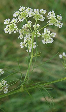 Chaerophyllum bulbosum \ Rben-Klberkropf, Knollenkerbel, D Lampertheim 1.7.2007