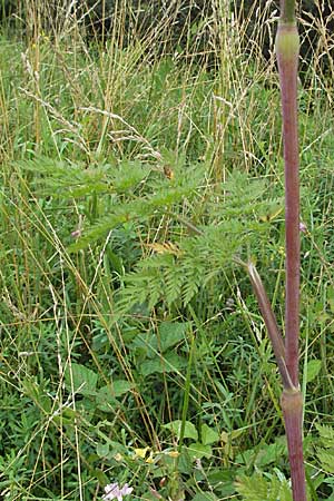 Chaerophyllum bulbosum \ Rben-Klberkropf, Knollenkerbel, D Lampertheim 1.7.2007