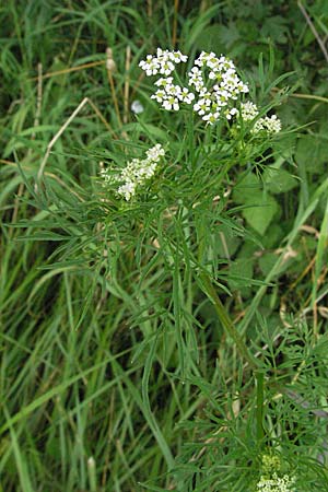 Chaerophyllum bulbosum \ Rben-Klberkropf, Knollenkerbel, D Lampertheim 1.7.2007