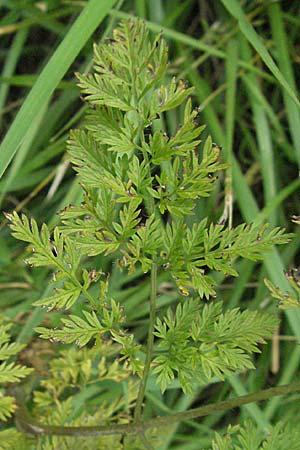 Chaerophyllum bulbosum \ Rben-Klberkropf, Knollenkerbel / Turip-Rooted Chervil, D Lampertheim 1.7.2007