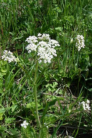 Carum carvi / Caraway, D Rastatt 2.5.2008