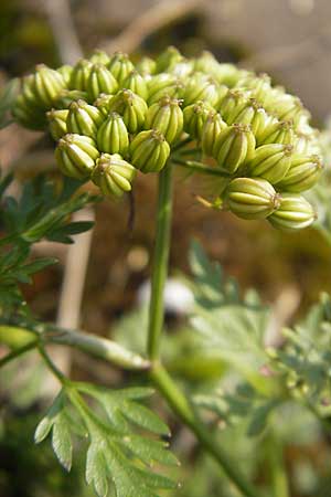 Aethusa cynapium / Fool's Parsley, D Mannheim 2.7.2009