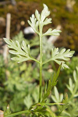 Aethusa cynapium \ Hunds-Petersilie, Garten-Schierling / Fool's Parsley, D Mannheim 2.7.2009