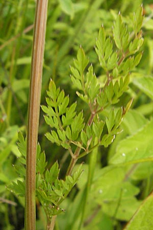 Selinum carvifolia \ Kmmelblttrige Silge, D Offenburg 27.7.2009