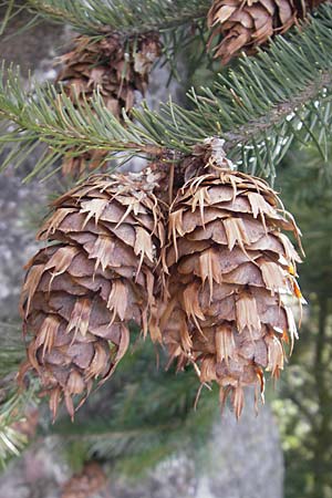 Pseudotsuga menziesii \ Grne Douglasie, D Tiefenthal 5.4.2010