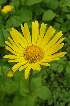 Doronicum pardalianches \ Kriechende Gmswurz / Great False Leopard's-Bane, D Meisenheim 15.5.2010