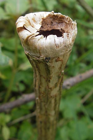 Conium maculatum / Hemlock, D Velden 6.5.2012