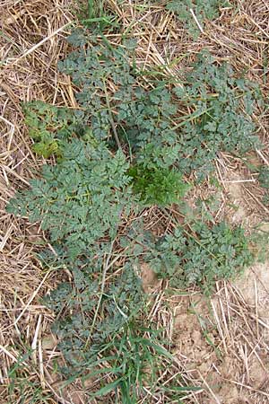 Conium maculatum \ Gefleckter Schierling, Flecken-Schierling, D Wiesloch 11.9.2012