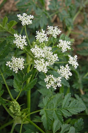 Conium maculatum \ Gefleckter Schierling, Flecken-Schierling, D Wiesloch 11.9.2012