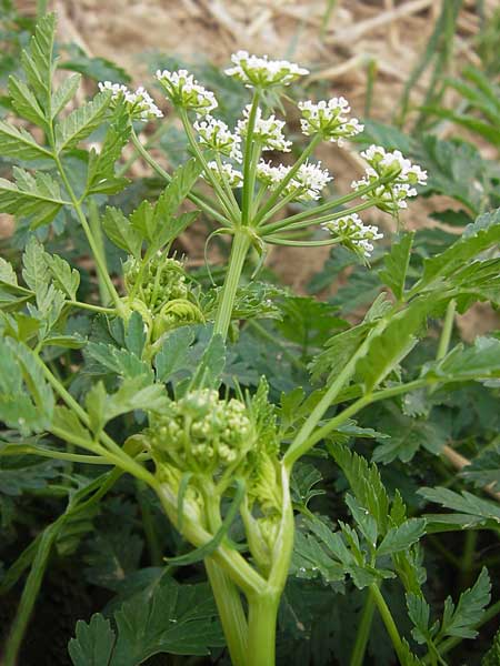 Conium maculatum \ Gefleckter Schierling, Flecken-Schierling / Hemlock, D Wiesloch 11.9.2012