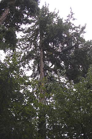 Pseudotsuga menziesii \ Grne Douglasie / Douglas Fir, D Heidelberg 4.10.2012