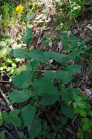 Doronicum austriacum \ sterreicher Gmswurz / Austrian Leopard's-Bane, D Zwiesel 9.6.2014