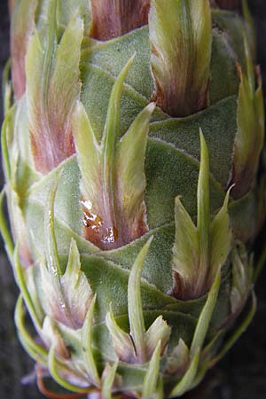 Pseudotsuga menziesii / Douglas Fir, D Gladenbach 17.8.2014