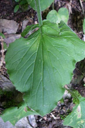 Doronicum pardalianches / Great False Leopard's-Bane, D Dhaun 16.6.2008