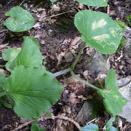 Doronicum pardalianches / Great False Leopard's-Bane, D Dhaun 16.6.2008