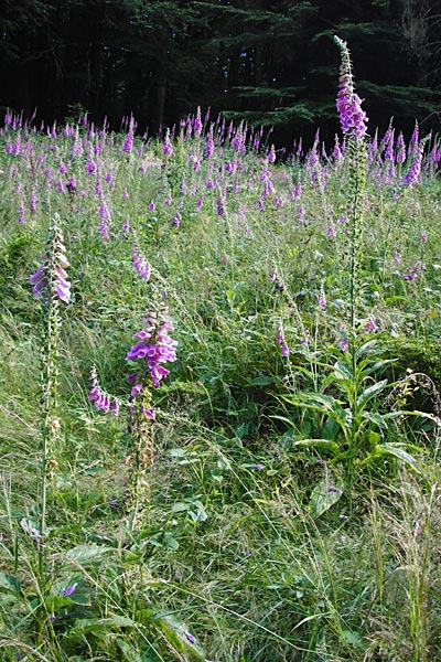 Digitalis purpurea \ Roter Fingerhut / Foxgloves, D Odenwald, Fischbachtal-Steinau 25.6.2014