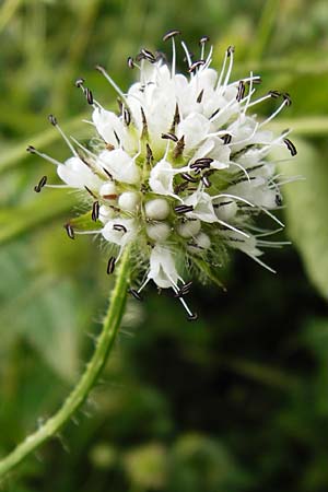 Dipsacus pilosus \ Behaarte Karde / Small Teasel, D Gimbsheim 3.8.2014