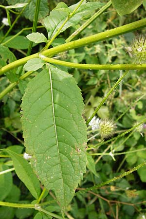 Dipsacus pilosus \ Behaarte Karde, D Gimbsheim 3.8.2014