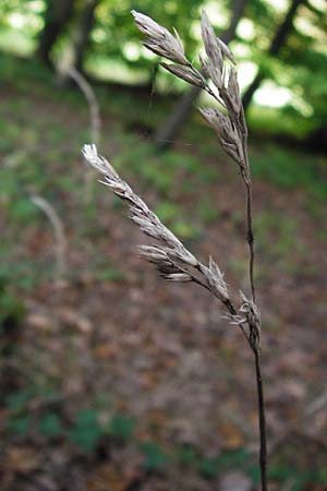 Dactylis polygama \ Wald-Knuelgras / Slender Cocksfoot Grass, D Bensheim 1.10.2014