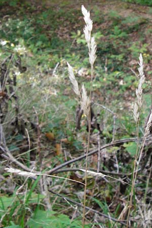 Dactylis polygama \ Wald-Knuelgras / Slender Cocksfoot Grass, D Bensheim 1.10.2014