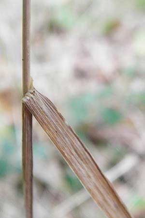 Dactylis polygama \ Wald-Knuelgras / Slender Cocksfoot Grass, D Bensheim 1.10.2014