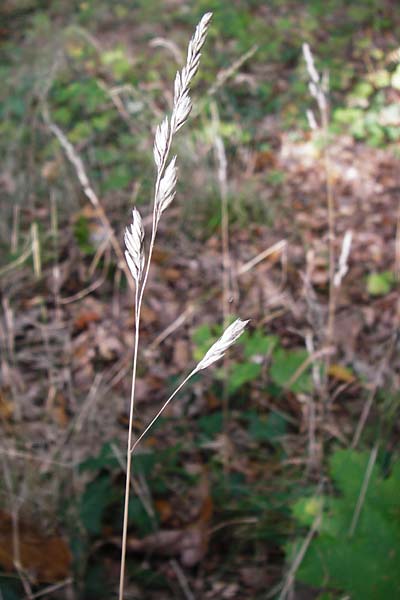 Dactylis polygama \ Wald-Knuelgras / Slender Cocksfoot Grass, D Bensheim 3.10.2014