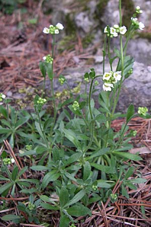 Draba siliquosa \ Krntner Felsenblmchen / Carinthian Whitlowgrass, D Botan. Gar.  Universit.  Heidelberg 13.3.2008