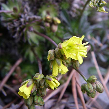 Draba cuspidata \ Krim-Felsenblmchen, D Botan. Gar.  Universit.  Heidelberg 13.3.2008