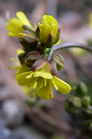 Draba cuspidata \ Krim-Felsenblmchen, D Botan. Gar.  Universit.  Heidelberg 13.3.2008