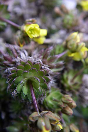 Draba cuspidata \ Krim-Felsenblmchen / Crimea Whitlowgrass, D Botan. Gar.  Universit.  Heidelberg 13.3.2008