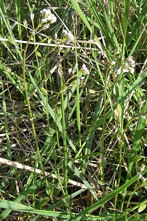 Draba muralis / Wall Whitlowgrass, D Viernheim 25.4.2008