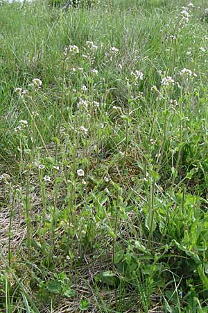 Draba muralis \ Mauer-Felsenblmchen / Wall Whitlowgrass, D Rheinhessen, Frei-Laubersheim 26.4.2008