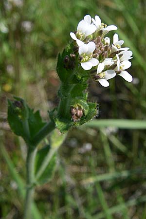 Draba muralis \ Mauer-Felsenblmchen / Wall Whitlowgrass, D Rheinhessen, Frei-Laubersheim 26.4.2008