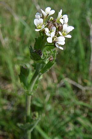 Draba muralis / Wall Whitlowgrass, D Rheinhessen, Frei-Laubersheim 26.4.2008