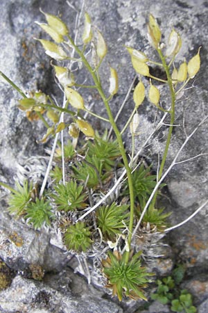 Draba aizoides \ Immergrnes Felsenblmchen, Felsen-Hungerblmchen / Yellow Whitlowgrass, D Franken/Franconia Ehrenbürg 17.5.2012